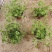 红花酢浆草基地发货观赏性植物量大价格便宜欢迎下单咨询