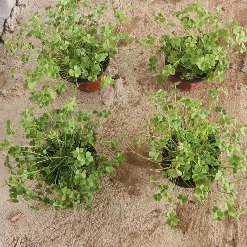 红花酢浆草基地发货观赏性植物量大价格便宜欢迎下单咨询