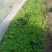 红花酢浆草基地发货观赏性植物量大价格便宜欢迎下单咨询