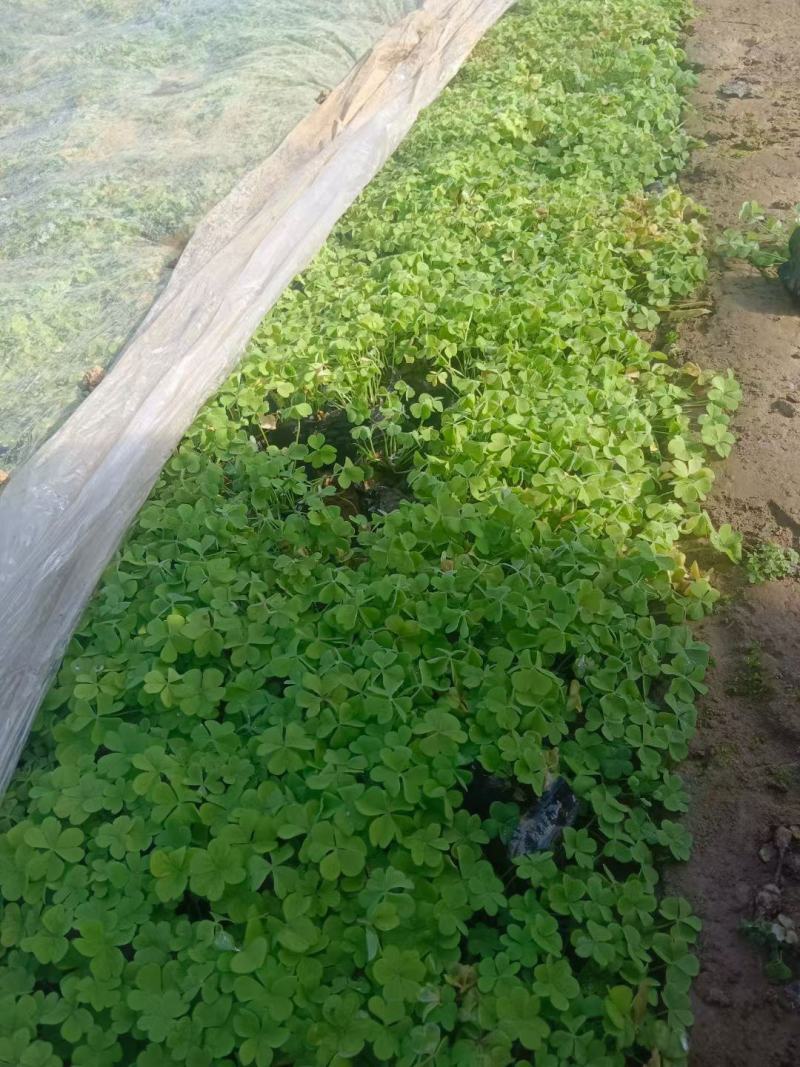 红花酢浆草基地发货观赏性植物量大价格便宜欢迎下单咨询