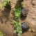 红花酢浆草基地发货观赏性植物量大价格便宜欢迎下单咨询