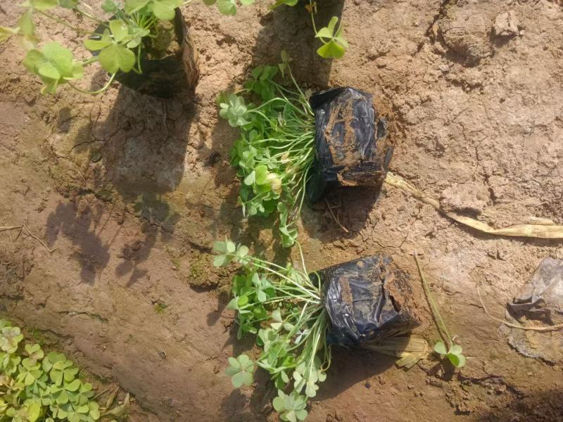 红花酢浆草基地发货观赏性植物量大价格便宜欢迎下单咨询