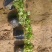 红花酢浆草基地发货观赏性植物量大价格便宜欢迎下单咨询