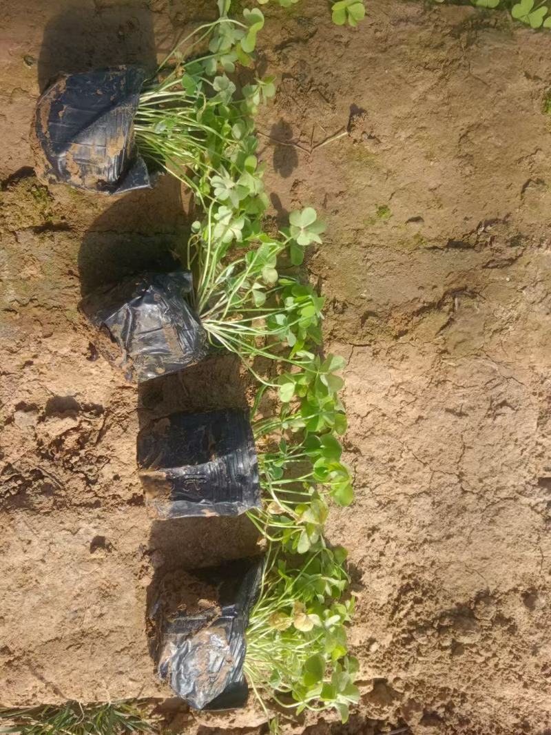 红花酢浆草基地发货观赏性植物量大价格便宜欢迎下单咨询