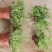 红花酢浆草基地发货观赏性植物量大价格便宜欢迎下单咨询