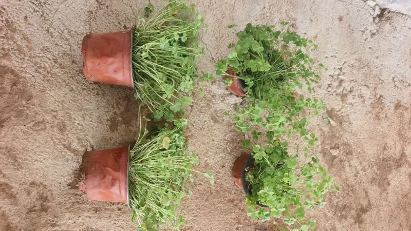 红花酢浆草基地发货观赏性植物量大价格便宜欢迎下单咨询