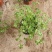 红花酢浆草基地发货观赏性植物量大价格便宜欢迎下单咨询
