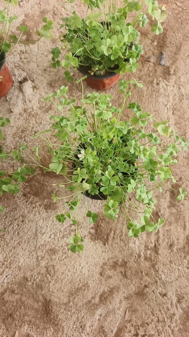 红花酢浆草基地发货观赏性植物量大价格便宜欢迎下单咨询
