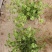 红花酢浆草基地发货观赏性植物量大价格便宜欢迎下单咨询