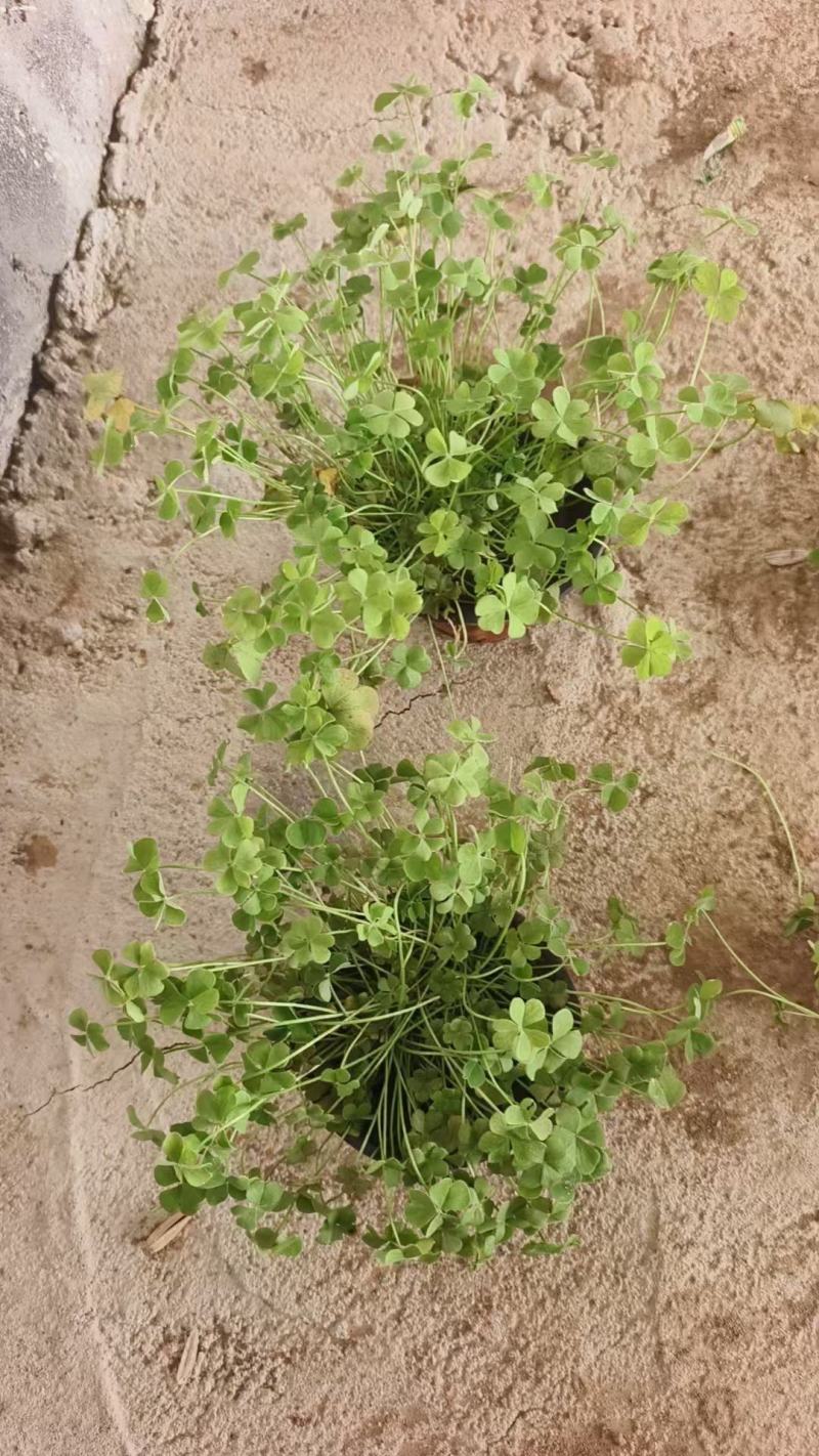 红花酢浆草基地发货观赏性植物量大价格便宜欢迎下单咨询