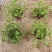 红花酢浆草基地发货观赏性植物量大价格便宜欢迎下单咨询