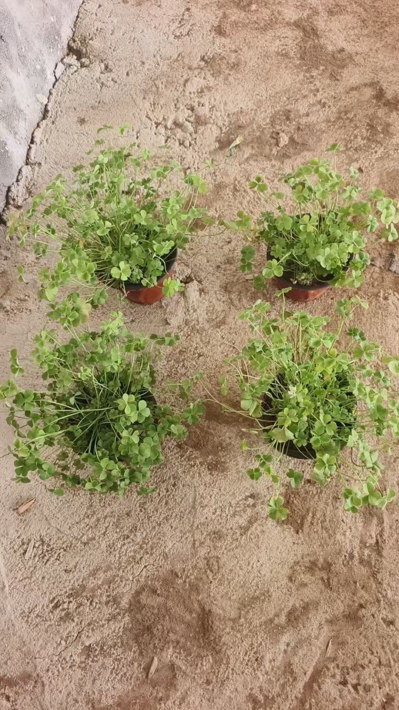 红花酢浆草基地发货观赏性植物量大价格便宜欢迎下单咨询