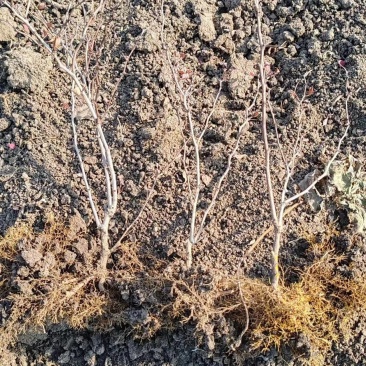南方北方种植花坛绿篱好养活红叶小波绿化苗木