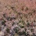 南方北方种植花坛绿篱好养活红叶小波绿化苗木