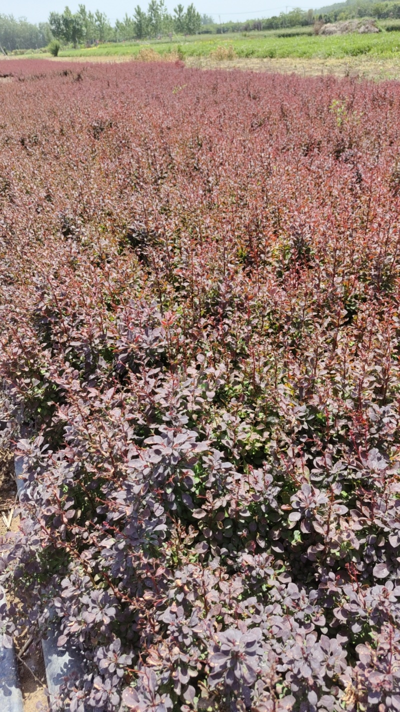 南方北方种植花坛绿篱好养活红叶小波绿化苗木
