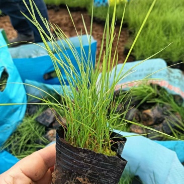 粉黛乱子草基地发货营养杯苗可做花海提供种植技术指导