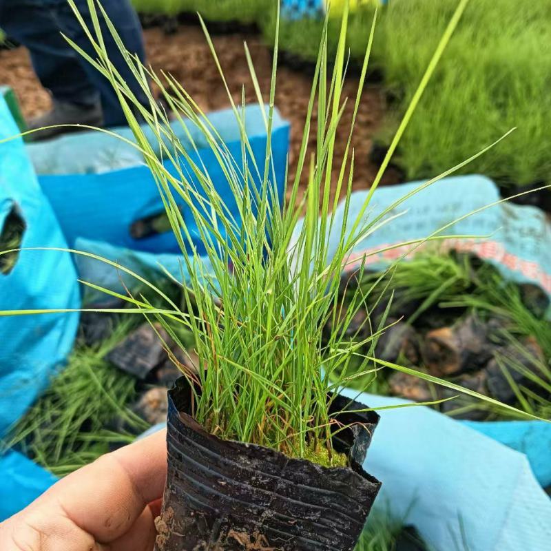 粉黛乱子草基地发货营养杯苗可做花海提供种植技术指导