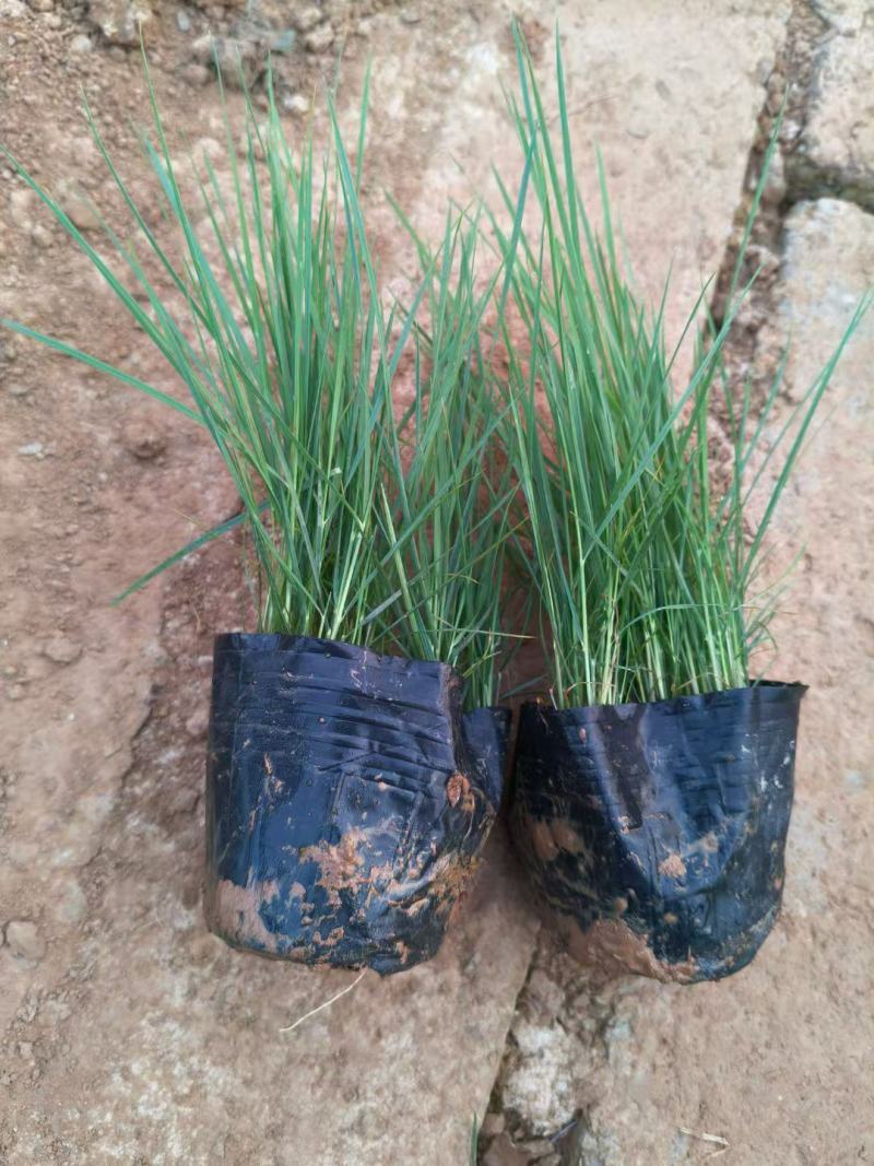 粉黛乱子草基地发货营养杯苗可做花海提供种植技术指导