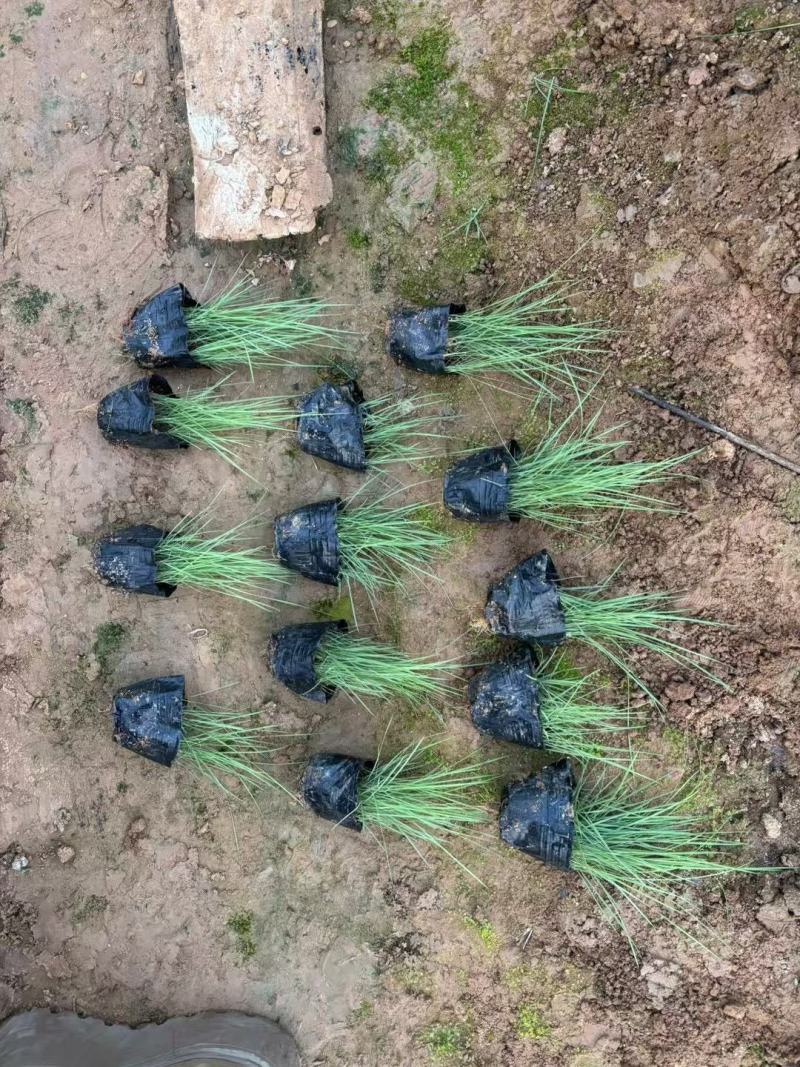 粉黛乱子草基地发货营养杯苗可做花海提供种植技术指导
