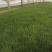 粉黛乱子草基地发货营养杯苗可做花海提供种植技术指导
