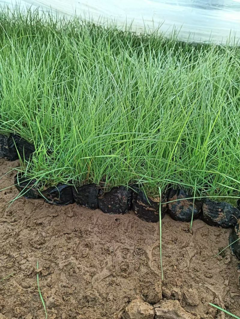 粉黛乱子草基地发货营养杯苗可做花海提供种植技术指导