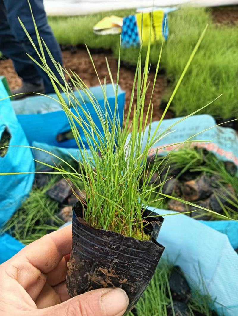 粉黛乱子草基地发货营养杯苗可做花海提供种植技术指导