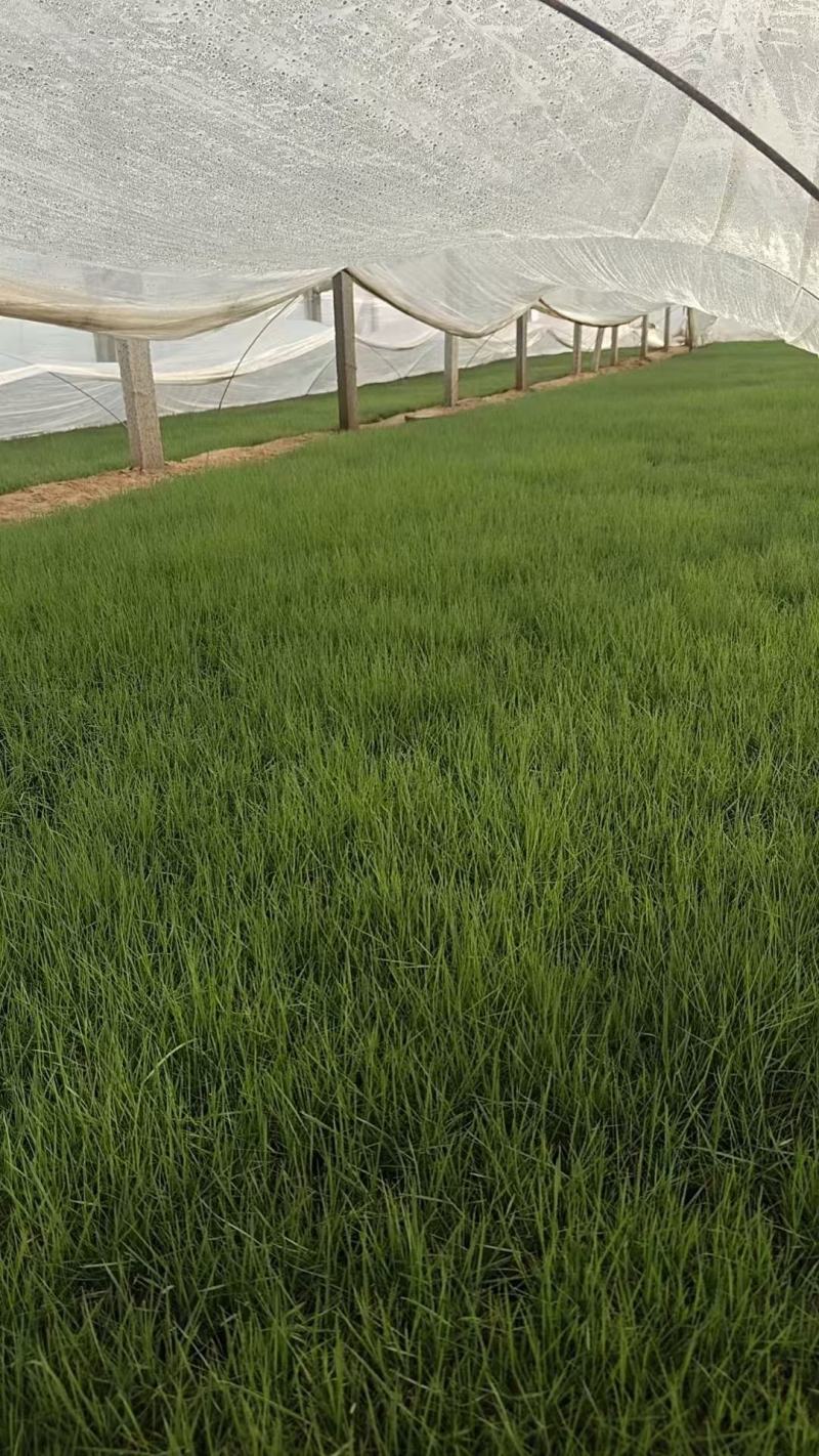 粉黛乱子草基地发货营养杯苗可做花海提供种植技术指导