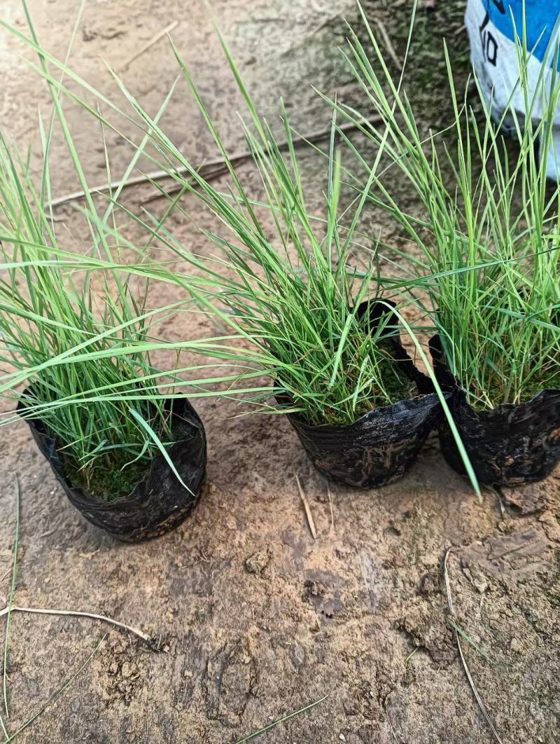 粉黛乱子草基地发货营养杯苗可做花海提供种植技术指导
