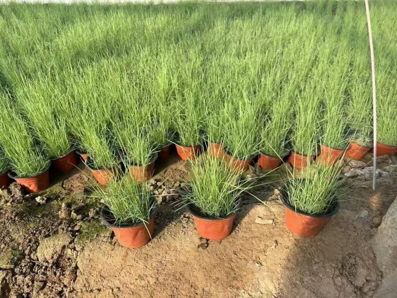 粉黛乱子草基地发货营养杯苗可做花海提供种植技术指导