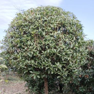 【推荐】精品桂花精品桂花树桂花树价格桂花树批发