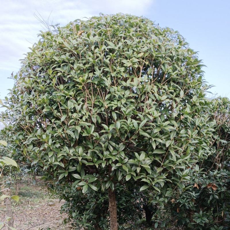 【推荐】精品桂花精品桂花树桂花树价格桂花树批发
