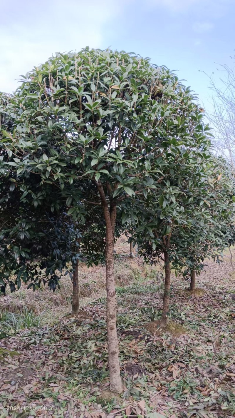 【推荐】精品桂花精品桂花树桂花树价格桂花树批发