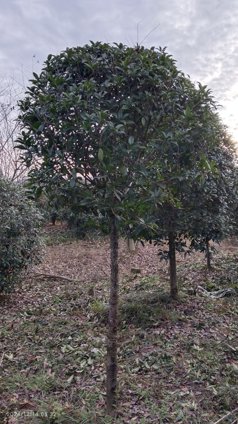 【推荐】精品桂花精品桂花树桂花树价格桂花树批发