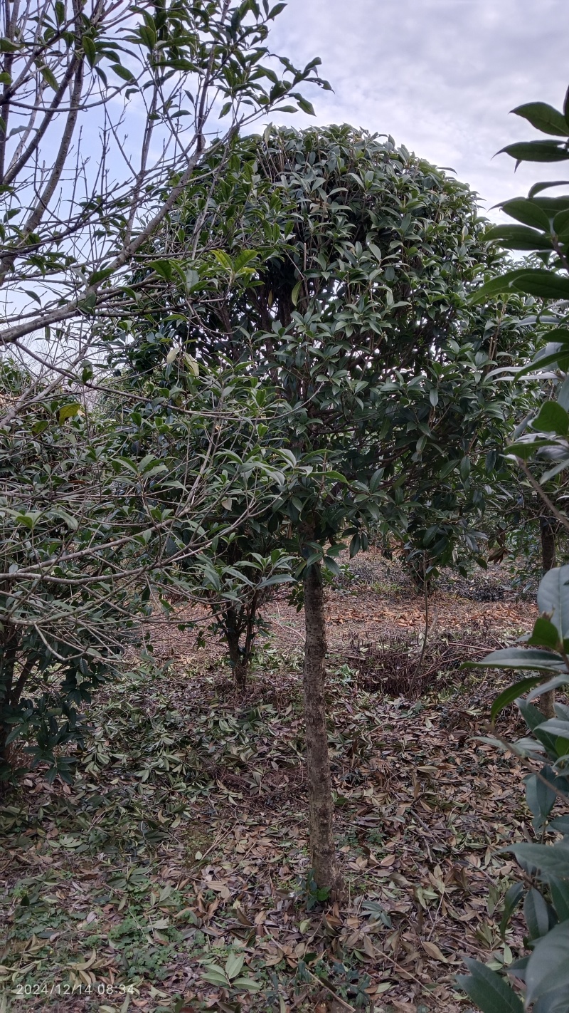 【推荐】精品桂花精品桂花树桂花树价格桂花树批发