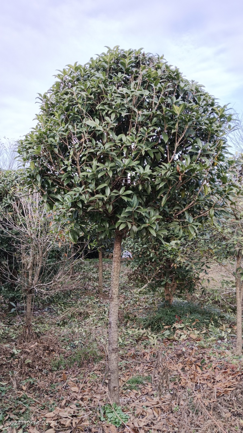 【推荐】精品桂花精品桂花树桂花树价格桂花树批发