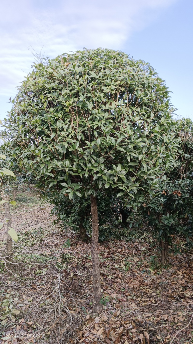 【推荐】精品桂花精品桂花树桂花树价格桂花树批发
