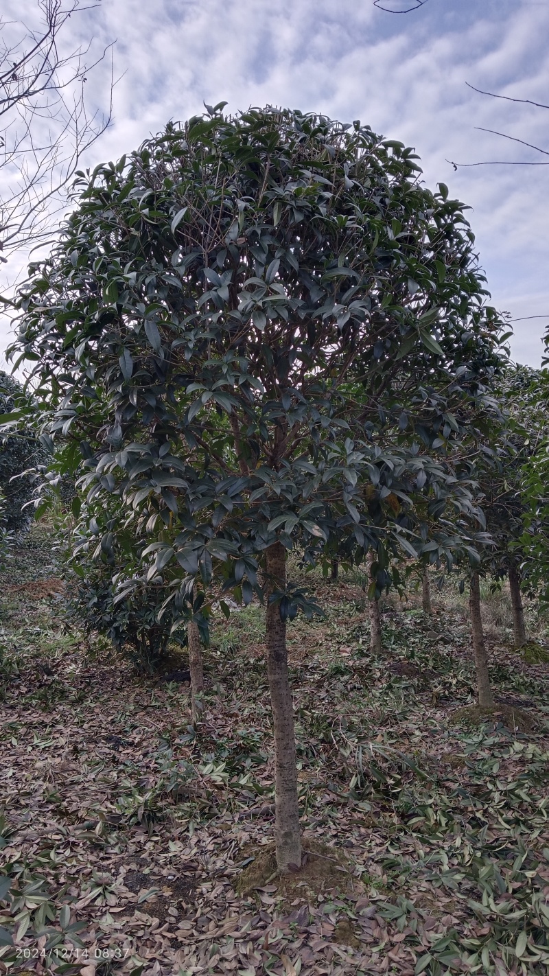 【推荐】精品桂花精品桂花树桂花树价格桂花树批发
