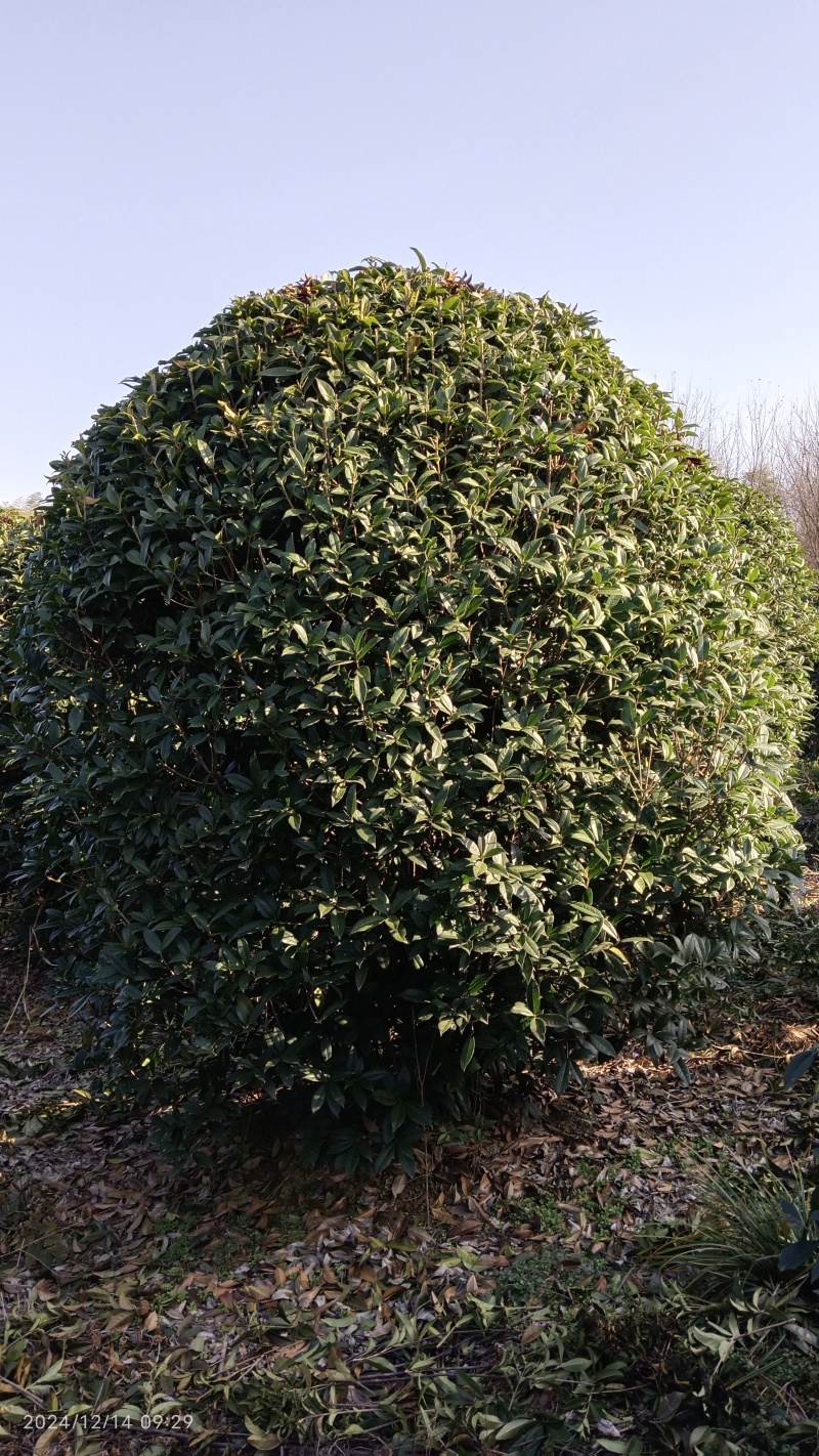 【推荐】湖北2.8-3米冠丛生桂花树，一手货源，量大价优
