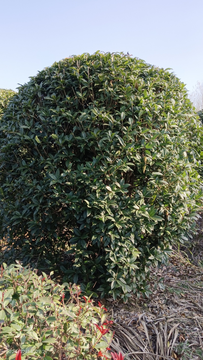 【推荐】湖北2.8-3米冠丛生桂花树，一手货源，量大价优