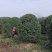【推荐】湖北2.8-3米冠丛生桂花树，一手货源，量大价优
