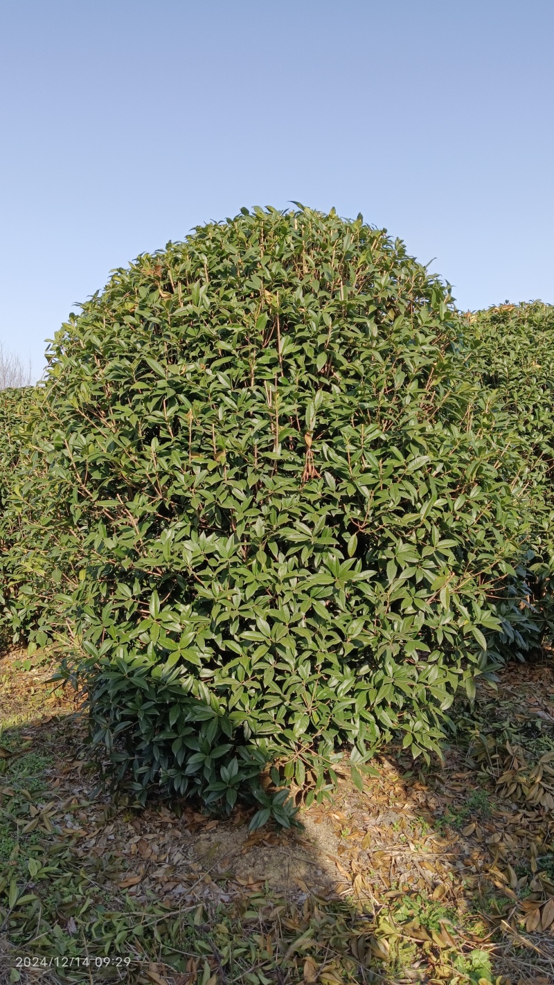 【推荐】湖北2.8-3米冠丛生桂花树，一手货源，量大价优