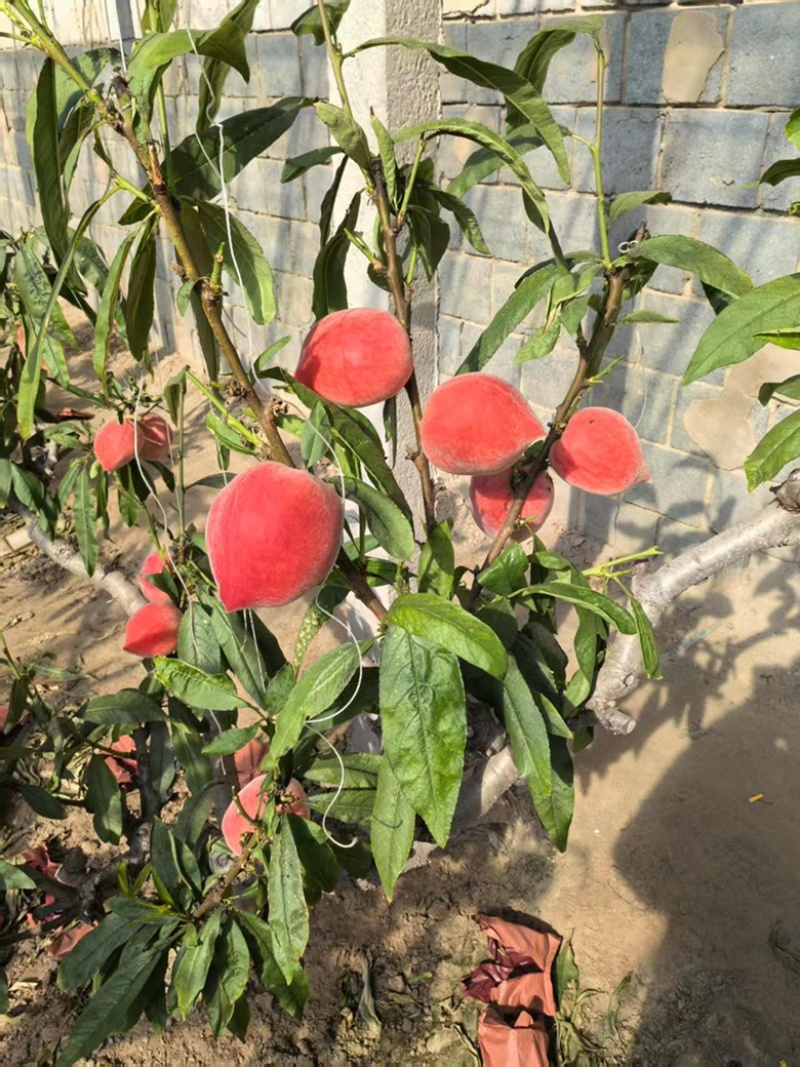 春雪水蜜桃大量上市
