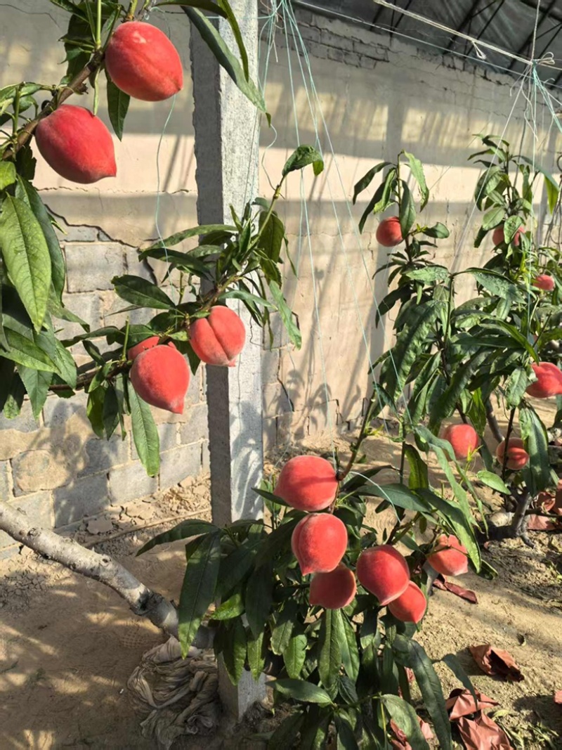 春雪水蜜桃大量上市