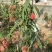 春雪水蜜桃大量上市