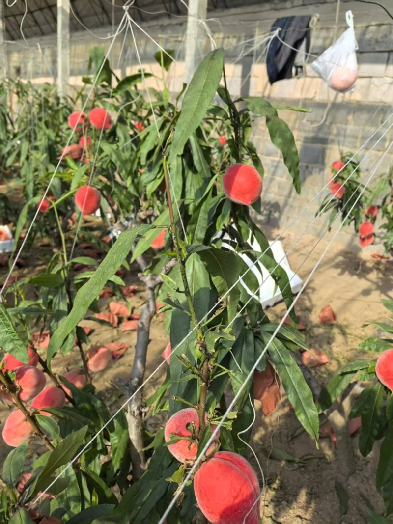 春雪水蜜桃大量上市