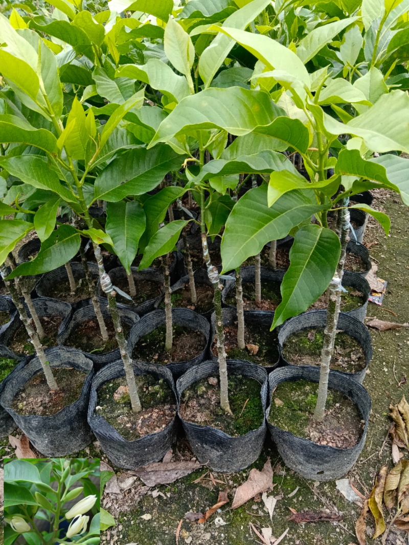 玉兰花/白玉兰/正嫁接苗