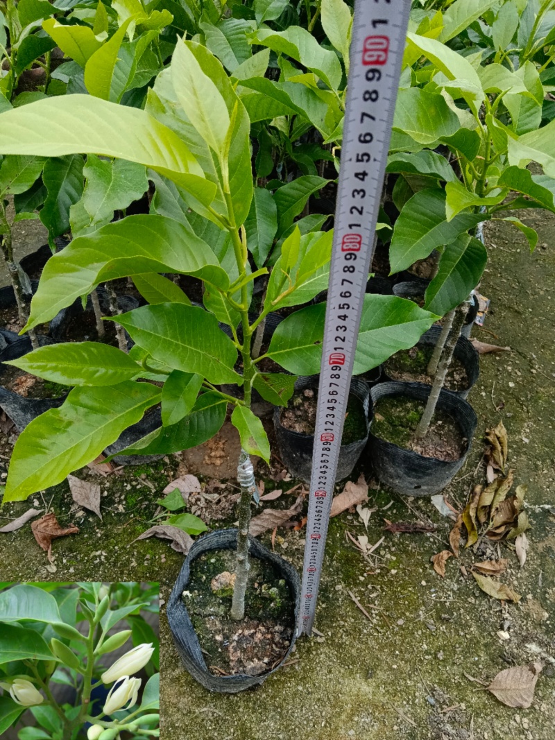 玉兰花/白玉兰/正嫁接苗