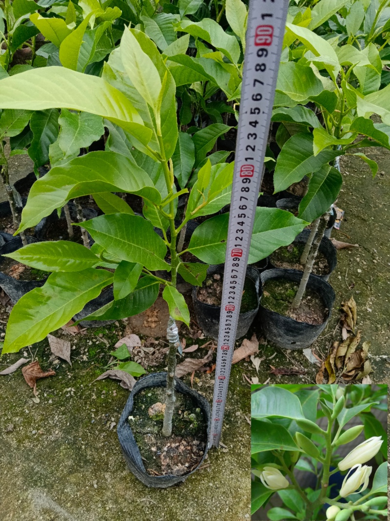 玉兰花/白玉兰/正嫁接苗