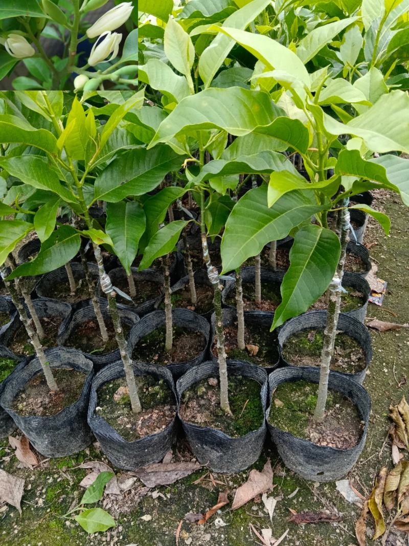 玉兰花/白玉兰/正嫁接苗
