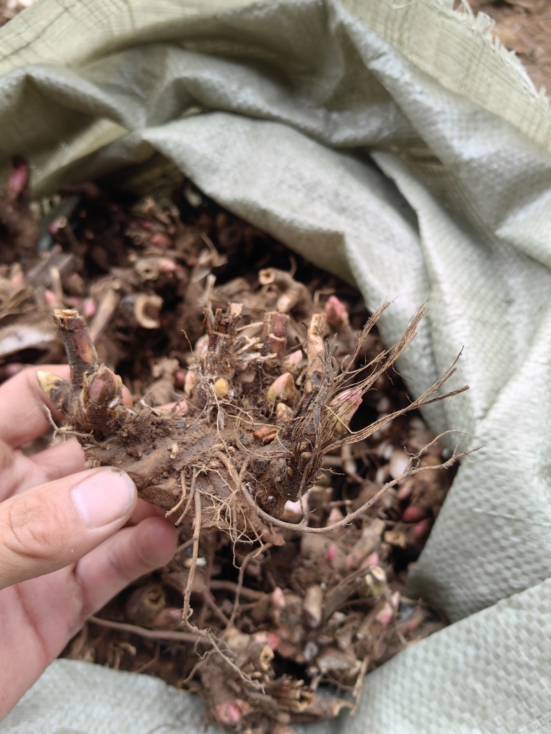 白芍掌片，适合中药店，药厂提取，无硫磺包含量，大货供应。